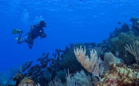 Best Cozumel Scuba Diving Certified Divers Shore Excursion At Cozumel