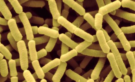 Lactobacillus Rhamnosus Probiotic Review Uses Benefits 40 Off