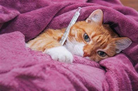 Recognising Signs Of Illness In A Sick Cat Common Symptoms