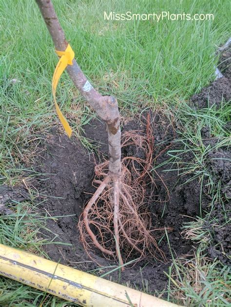 Planting Bare Root Apple Trees Miss Smarty Plants