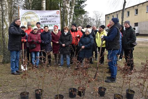 Posadzili Drzewek Na Lecie Cz Uchowski Klub Abstynenta Krokus