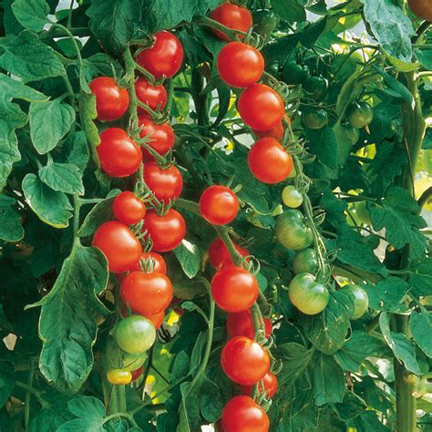 Cherryplum Tomato Collection 6 Seed Varieties Viridis