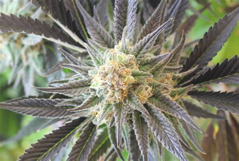 How To Select The Best Strongest Weed Strains For Growing Cannabis