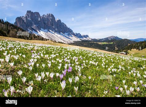 Flowers Bloom On The Meadows At The Foot Of The Odle Gampen Alm Funes