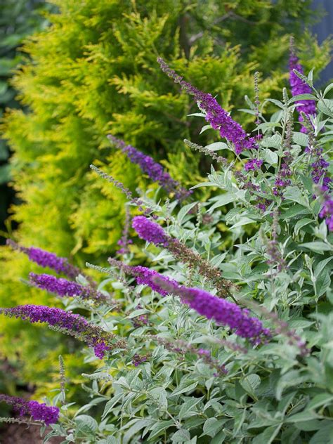 How To Plant And Care For Butterfly Bush A Gardeners Guide Hgtv