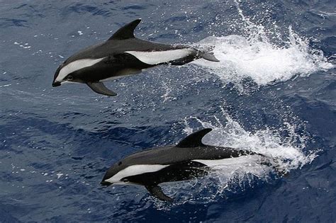 Hourglass Dolphin Hourglass Dolphin Neptunes Lair