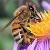 Produção artificial da abelha rainha | Tecnologia e Treinamento