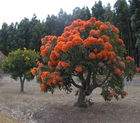 Orange Flowering Bush Identification