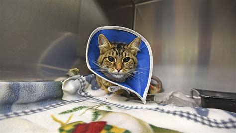 Injured Cat Recovering After Firecracker Put In Rectum