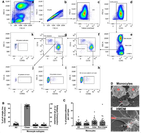 Monocyte Phenotyping A Representative Example Of Flow Cytometry Gating