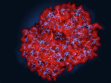Haemoglobin Molecular Model Photograph By Juan Gaertner Fine Art America