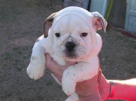 Breeds include poodle, labrador, staffordshire bull terrier and more. Christmas English Bulldog Puppies for Sale in Grants Pass ...