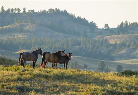 Horse Ranch Near Broadus Montana Horse Ranch Horses Montana Ranch