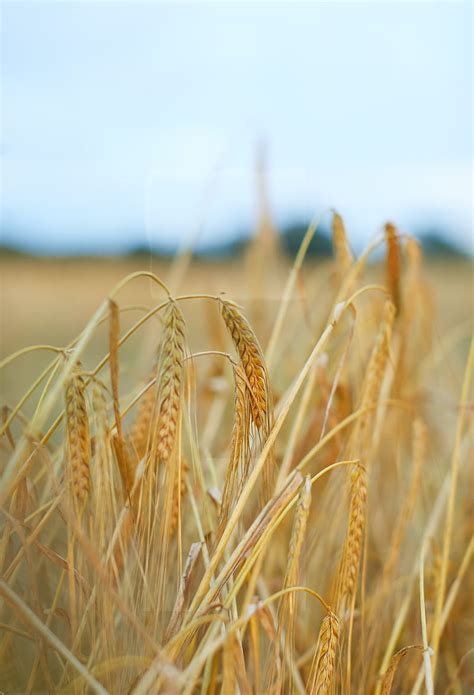 Ears Wheat Field Plant Dry Hd Phone Wallpaper Peakpx