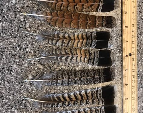 Grouse Gray Phase Tail Feathers Upland Bird Feathers Game Bird