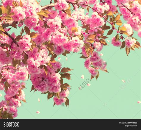 Spring Blossom Background Beautiful Nature Scene With
