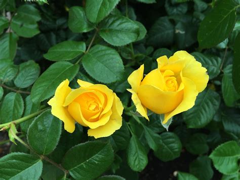 Yellow Rose Bush · Free Photo On Pixabay