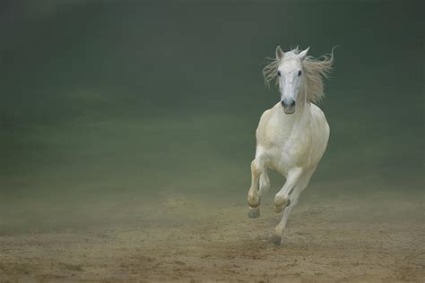 White Horse Galloping Photograph By Christiana Stawski