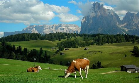 Scenic View Of Cows Grazing Rural Graph Green Mountains Pasture