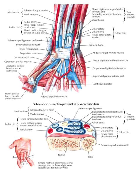 Wrist tendonitis is due to recurrent irritation of the tendon and its sheath. Anatomy of the Wrist (With images) | Hand therapy, Anatomy ...