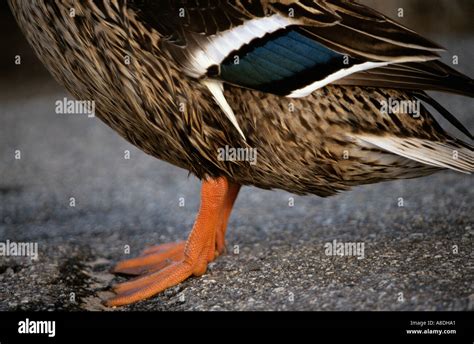 Mallard Duck Feet Stock Photo Alamy