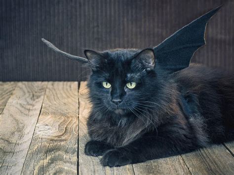 What's the difference between cat 5, cat 6 & cat 7 cable? 18 DIY Pet Costumes for Halloween « Laurelwood Animal Hospital
