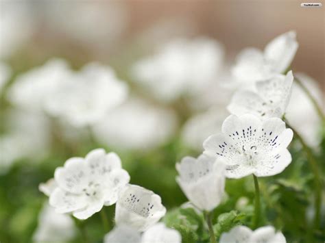 White Flower Wallpapers Wallpaper Cave