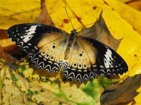 Leopard Lacewing Butterfly Stock Image Image Of Pattern 140976889