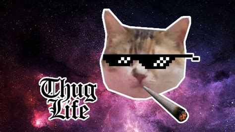 Thug Cat Youtube
