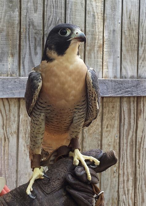 Meet Our New Peregrine Falcon Lindsay Wildlife Experience