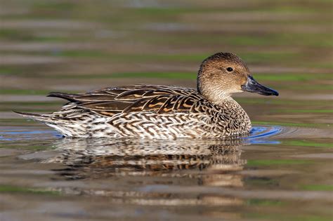 Female Dabbling Duck Photo Id Guide Birdguides