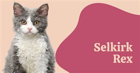 Selkirk Rex Cat Breed Information Complete Guide