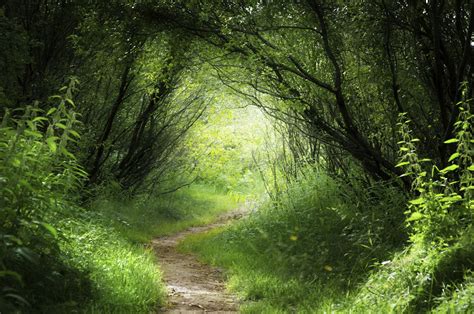 Image Gallery Magical Forest Path