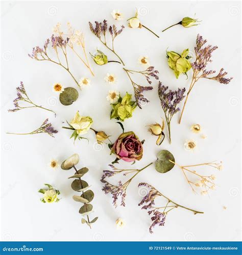 Dry Flowers On White Background Top View Flat Lay Stock Image Image