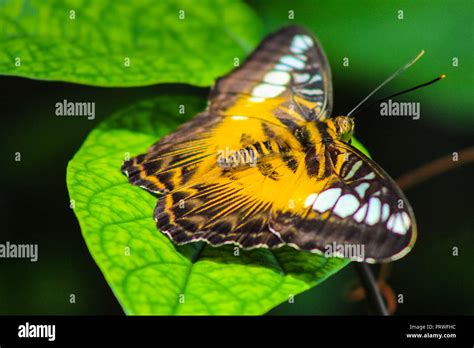 Brown Butterfly Resting Stock Photo Alamy