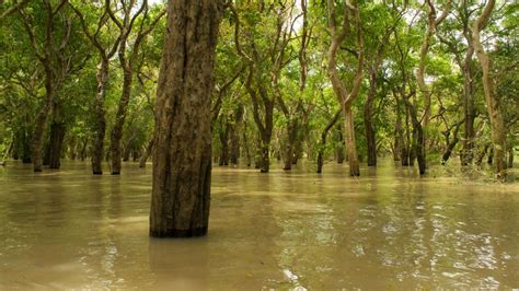 Forests Offer Minimal Protection Against Major Flood Events Preventionweb