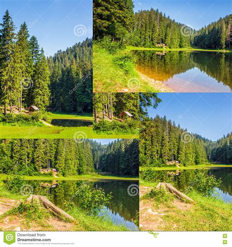 Image Set Of Spruce Forest Around The Lake In Mountains Stock Image