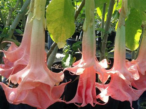 Red And Others Angel Trumpet Flower Datura Plant 4 Sale Here Online Oz