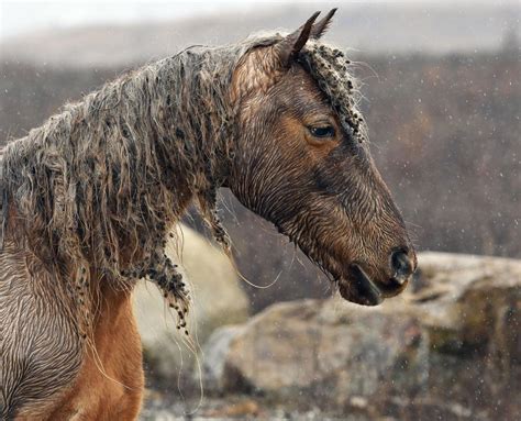Photos The Wild Horses Of Breathitt County National
