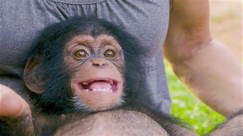 Poppy The Baby Chimp Has A Huge Smile Bbc Earth Youtube