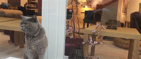 Manchesters Cat Cafe Why I Wont Be Visiting The Skinny