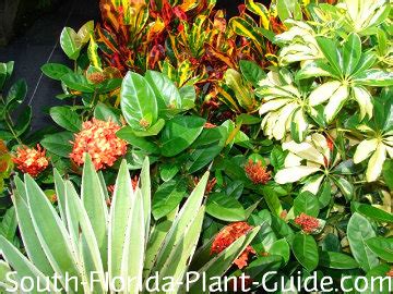 Below are some of the best plants for florida homes they do best in cool humidity out of direct sunlight, which can burn their leaves. South Florida Landscaping Ideas - Landscape in a Box