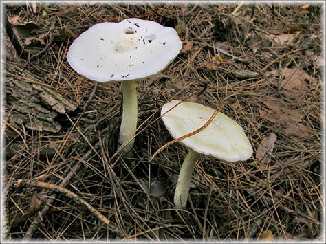Michigan Mushroom Hunters Hiking Michigan