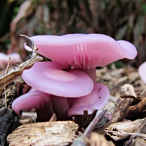 Lepista Sublilacina Mushroom Fungi Mushroom Art Pink Mushroom Wild