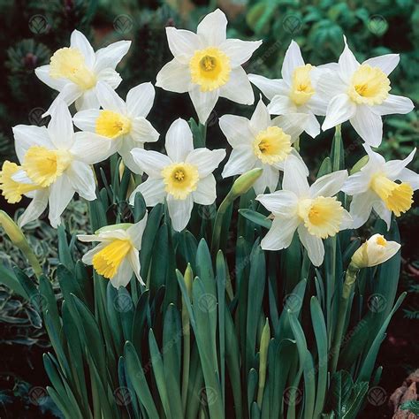 Buy Daffodil Spring Dawn Large Cupped Daffodil Free Delivery