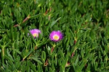 Everything you wanted to know about pigface | Better Homes and Gardens