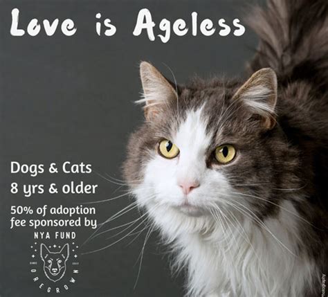 All of the cats on this page are available for adoption in our kitty corner. Adopt-a-Senior Pet Month Adopt a loving animal today from ...