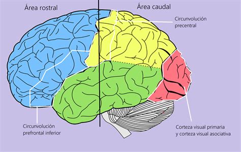 ¿somos Espejos De Los Demás Las Neuronas Espejo Hidden Nature