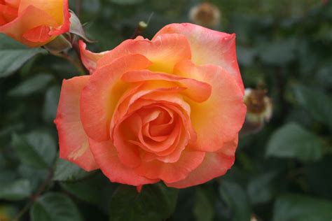 Resurrecting Your Hybrid Tea Roses State By State Gardening