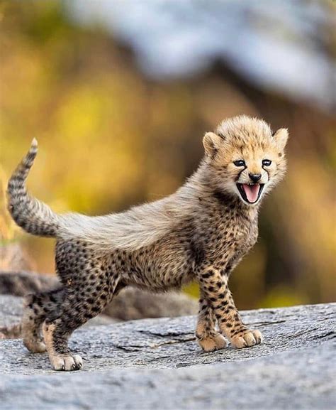 A Baby Cheetah With A Mohawk Aww